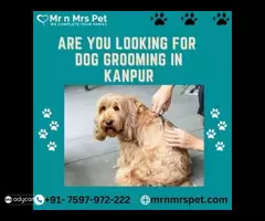 Are you Looking for Dog Grooming at Home in kanpur